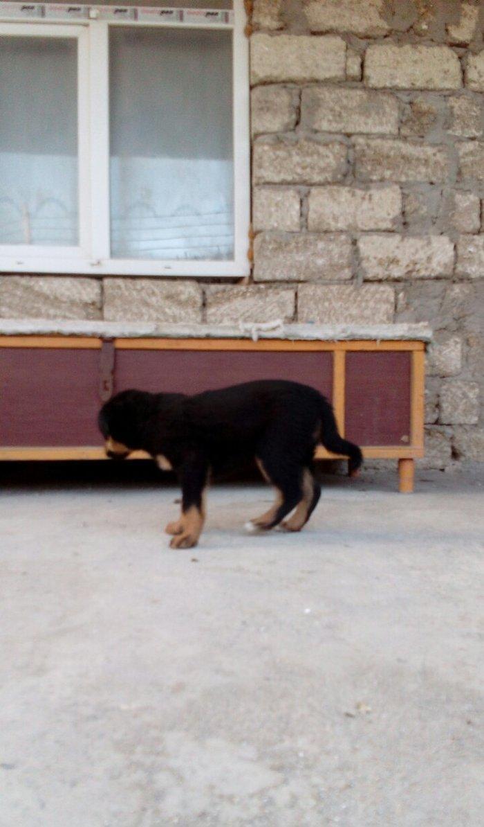 qoyun itiden donme kucuklardi anasi qoyun iti atasi heyat itidi iki ay