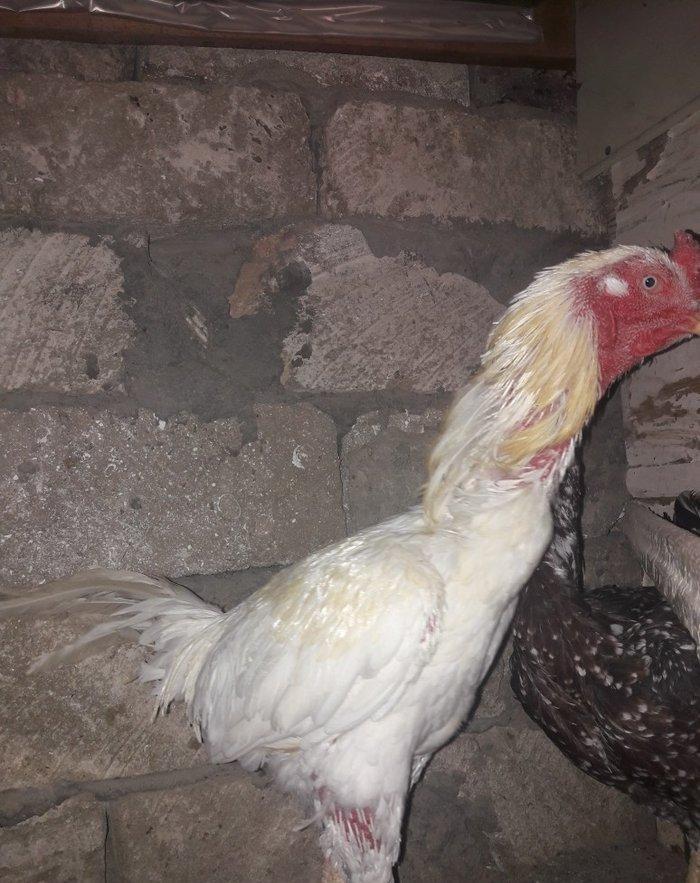 cut satilir cinsi efqan toyuq cilli xoruz ag  qiymet cutune aiddi