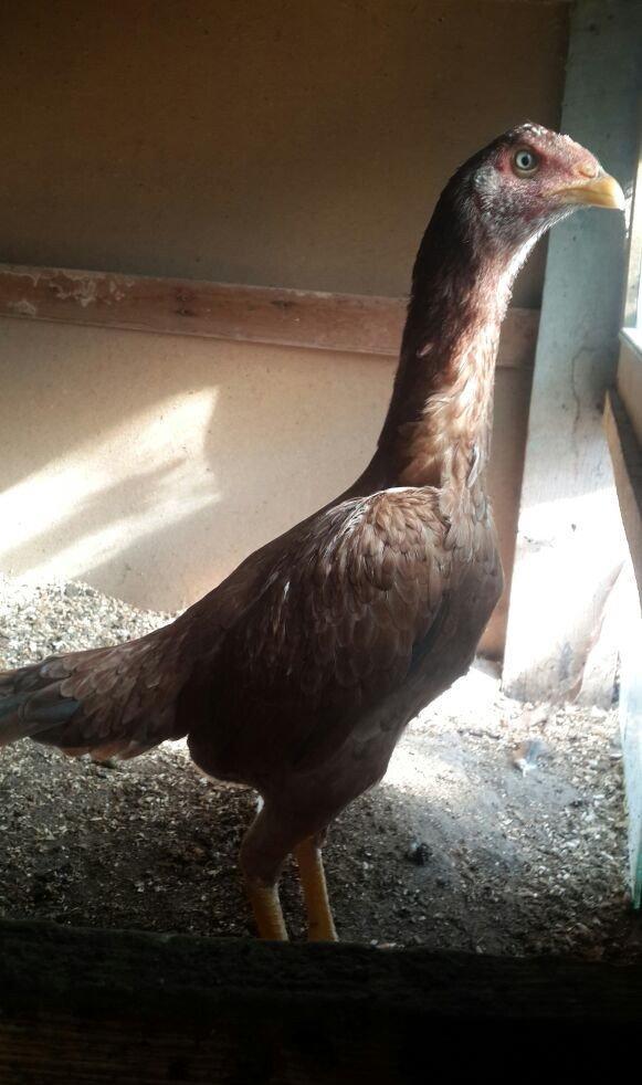 heyrati super doyus heyvanlari fere bece toyuq . cox oldugu ucun satil