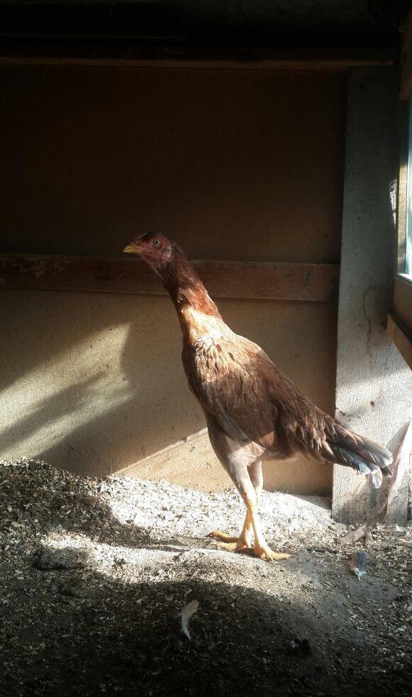 heyrati super doyus heyvanlari fere bece toyuq . cox oldugu ucun satil