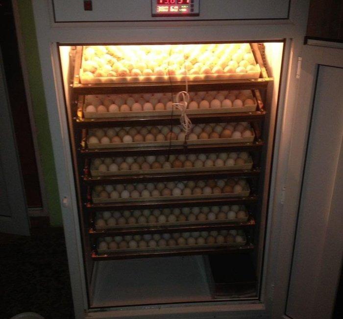 İnkubatorun qiyməti yumurta tutumuna görə dəyişir. İstənilən ölçüdə si