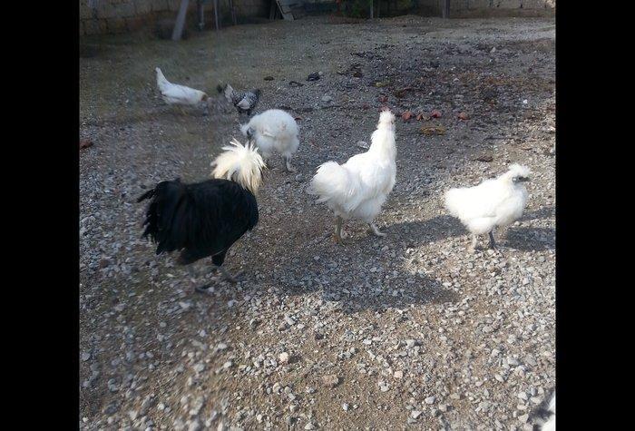 Ponpin xoruz 5 ayliqdi tam sağlam beş barmaqdı feresiylede barter