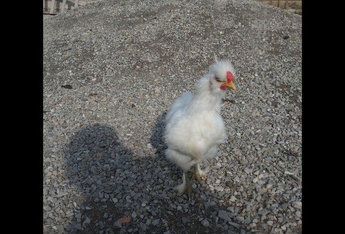 Ponpin xoruz 5 ayliqdi tam sağlam beş barmaqdı feresiylede barter