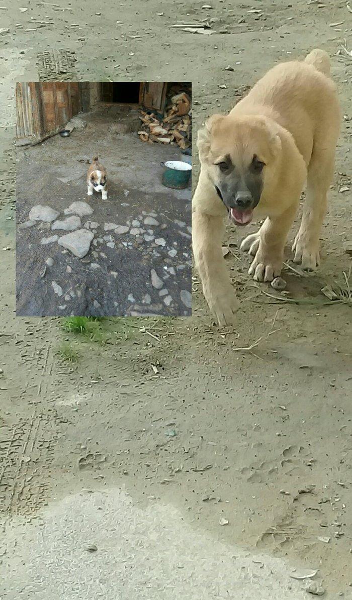 albay it balasi 25 qűnluků 500azn o biri alabay və qanqal qarişixidi 2