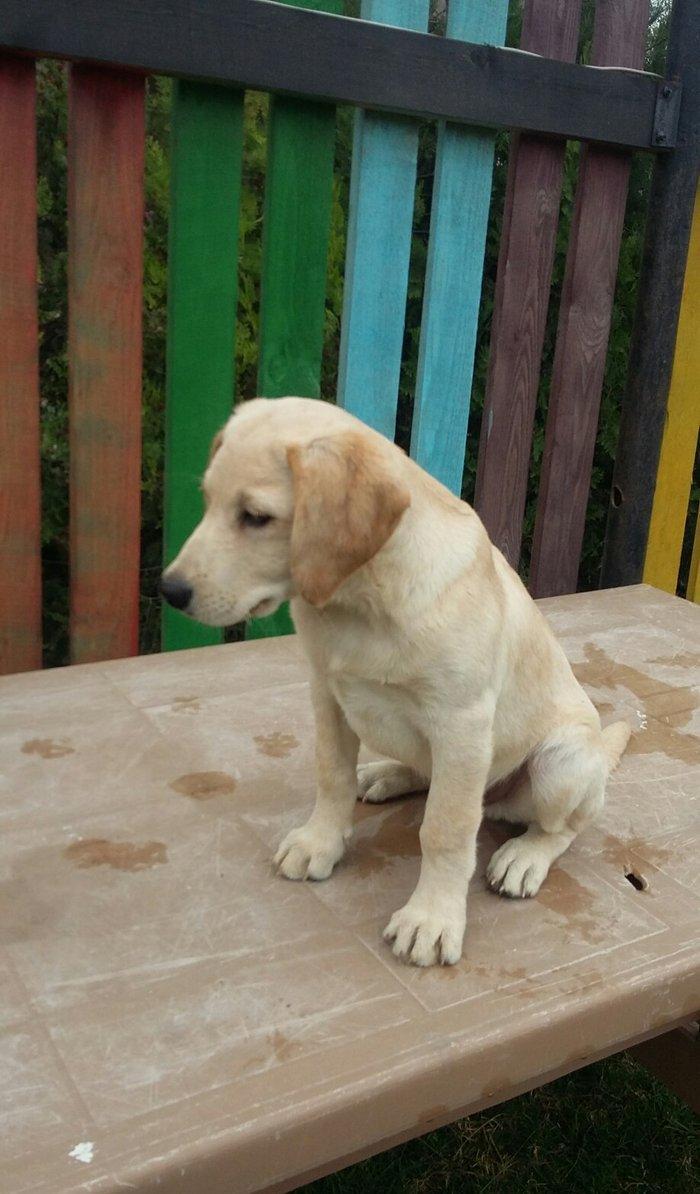 3 aylıq erkey labrador retriever balası satılır, peyvendi vurulub vet