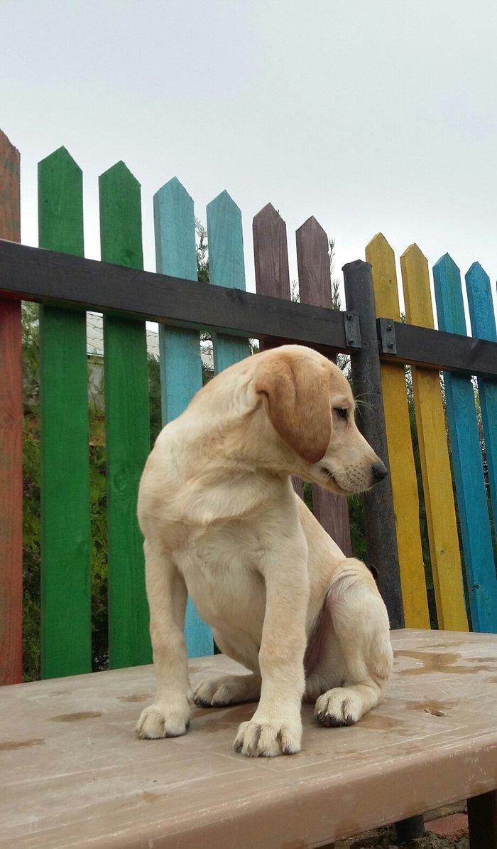 3 aylıq erkey labrador retriever balası satılır, peyvendi vurulub vet