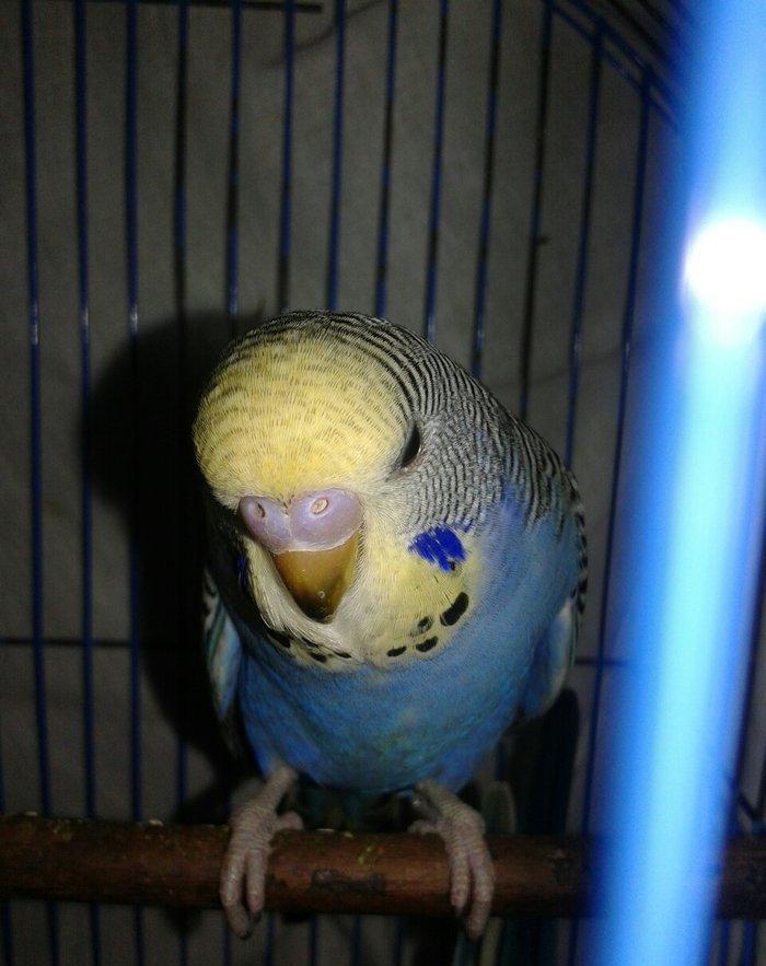 2 aylig cex balalar satilir.2 erkek qalib.anasi temiz cexdi atasi donm