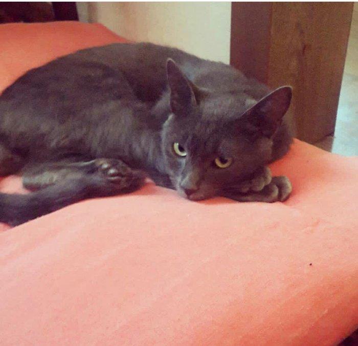 erkek 11 ayliqdi korat cinsi cox gozel pi****dir almaq isteyenler yazsi