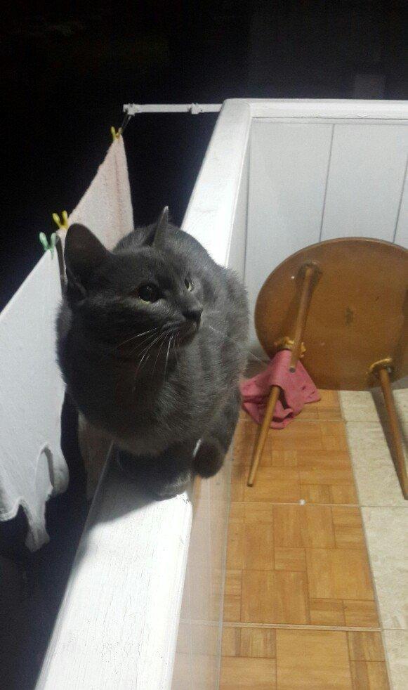 erkek 11 ayliqdi korat cinsi cox gozel pi****dir almaq isteyenler yazsi