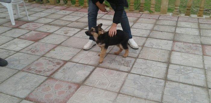 Afcarka satiram erkek bala tam saglam 3 ayligdir 2 peyvendi vurulub qu