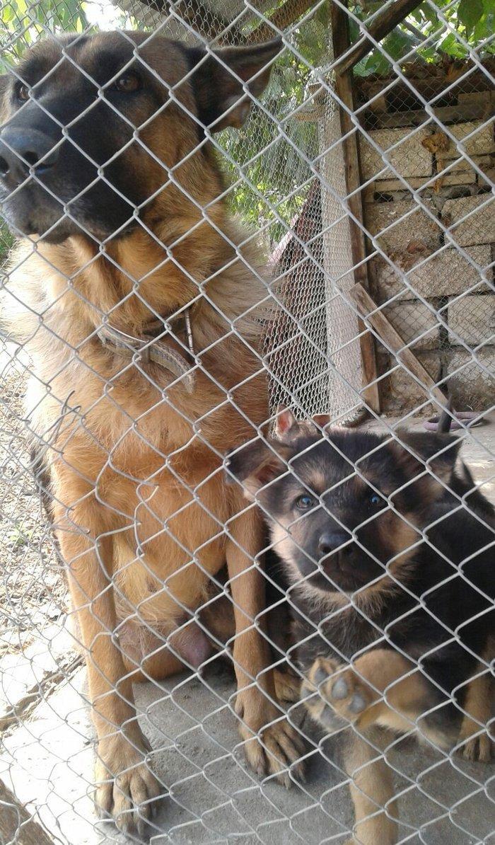 Afcarka satiram erkek bala tam saglam 3 ayligdir 2 peyvendi vurulub qu