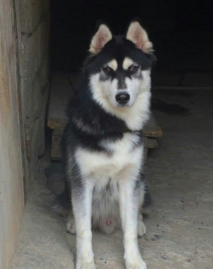 Sbirski layka. 8 ayi oktaybirin axiri olacaq. Yerim yoxdu diye saxlaya