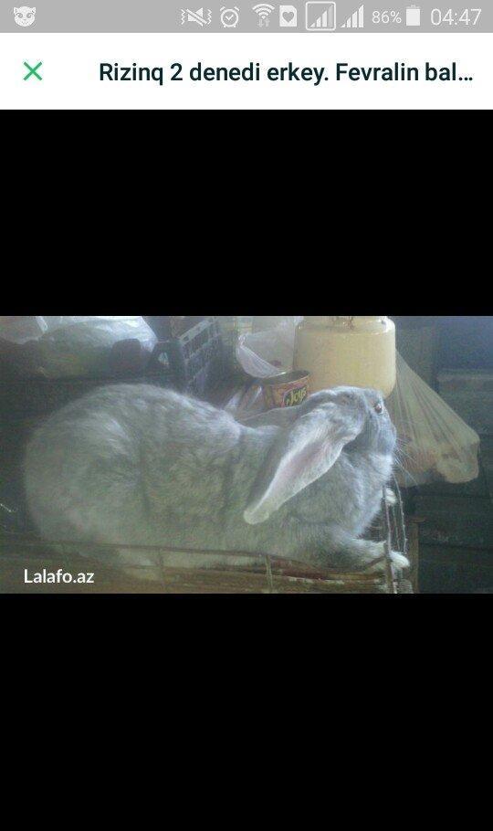 doşan disidi barter olunasi hayvanlar tovuq fireng toyugu qiz ördek ve