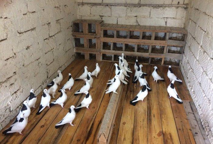 Qara boyun dest qara quyruğlar satılır quşlar zire kendindedir real al