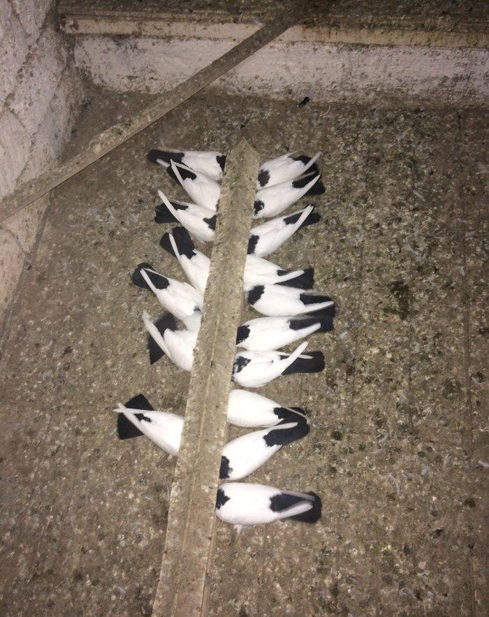 Qara boyun dest qara quyruğlar satılır quşlar zire kendindedir real al