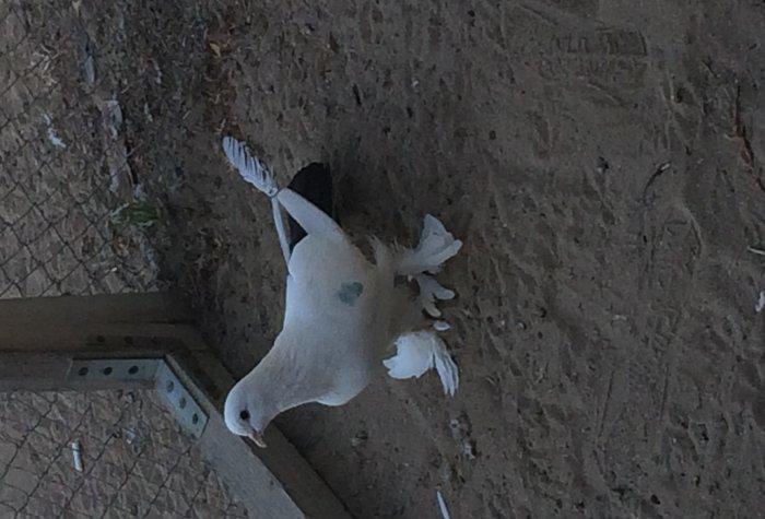 Temiz cins abriznoy desde qaraquyruglar eyni cinsdi 15  16 tukduler wa