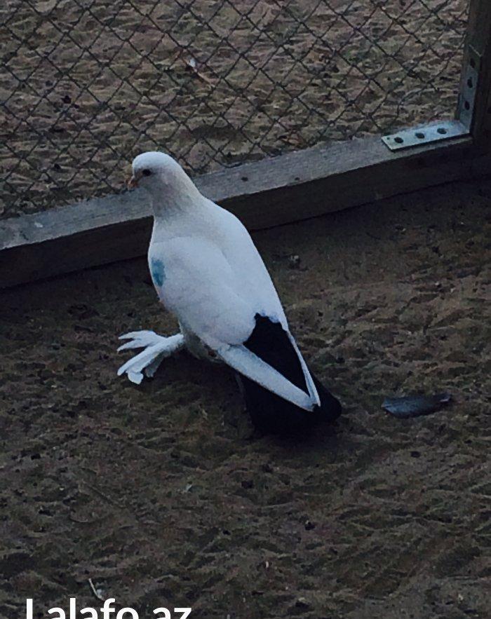 Temiz cins abriznoy desde qaraquyruglar eyni cinsdi 15  16 tukduler wa