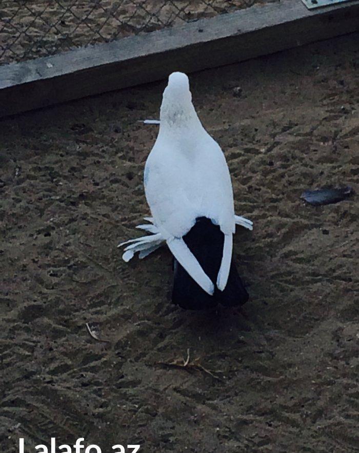 Temiz cins abriznoy desde qaraquyruglar eyni cinsdi 15  16 tukduler wa
