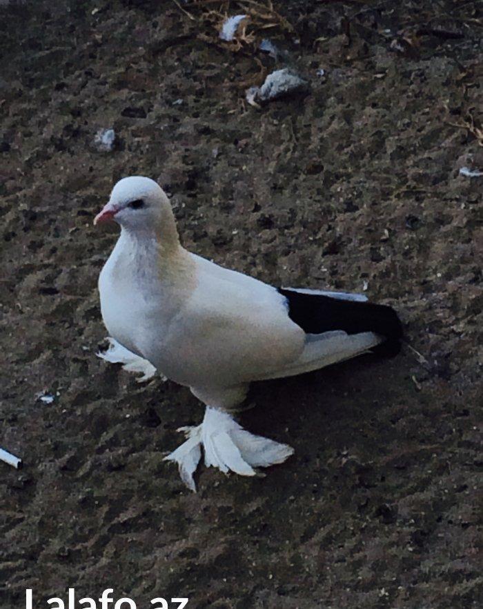 Temiz cins abriznoy desde qaraquyruglar eyni cinsdi 15  16 tukduler wa