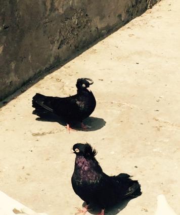 Quwlar temiz cins ag goz ag dimdik komuru qaralardi erkey mayadi cutdu