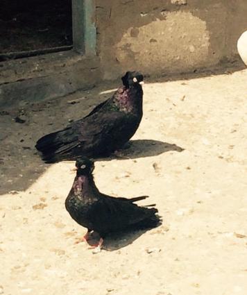 Quwlar temiz cins ag goz ag dimdik komuru qaralardi erkey mayadi cutdu