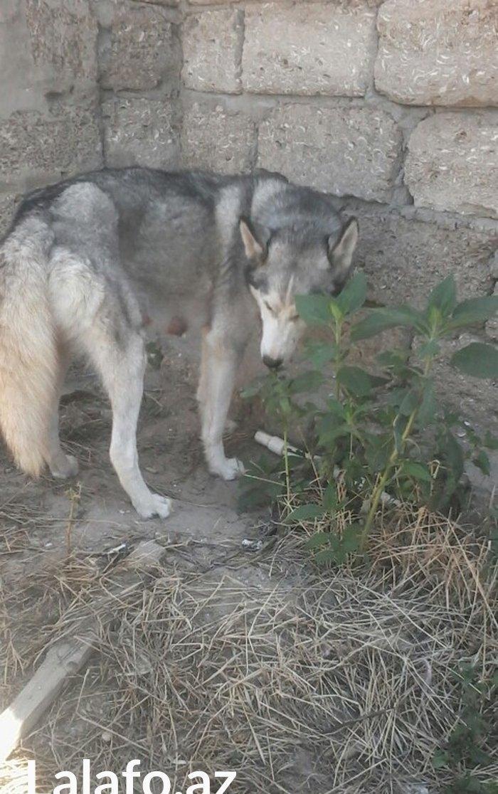 Salam İsde oldqmdan baxamram onun Ücn satram cox aqlli İtdİ ulamaqi yoxdu