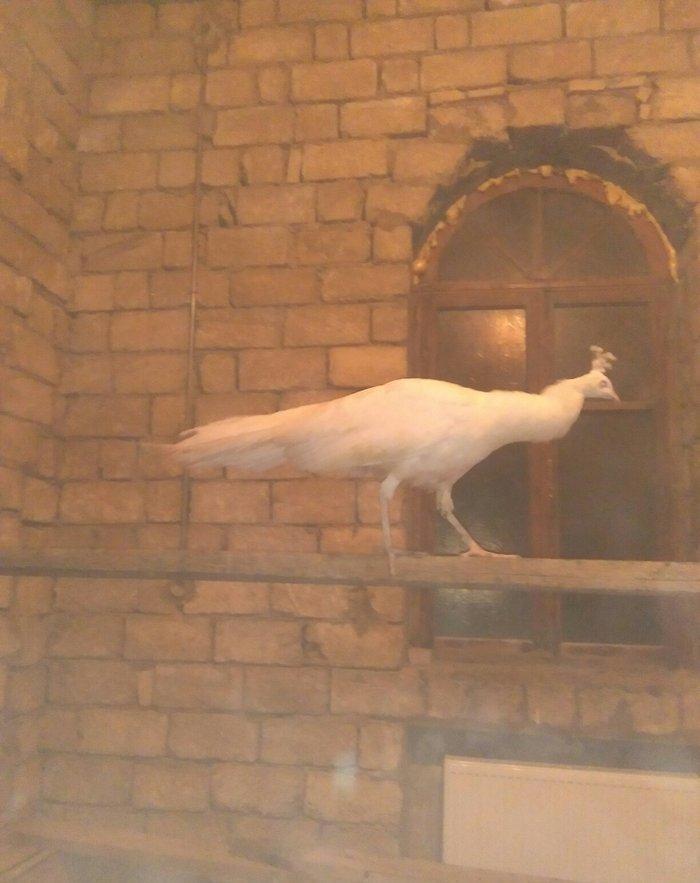 ag tovuz quwu xoruz 1 ededi 750man.3illik tam saglam peyvendler vurulu