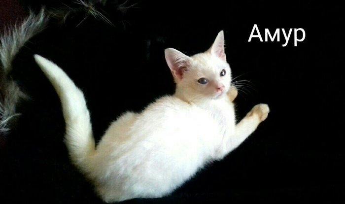 Белый шотландский котёнок 3 месяца мальчик привит приучен к лотку