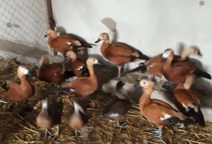 Anqut satılır bir ədədi 50 manat xaxlun ördəkləri (fərələr) bir ədədi