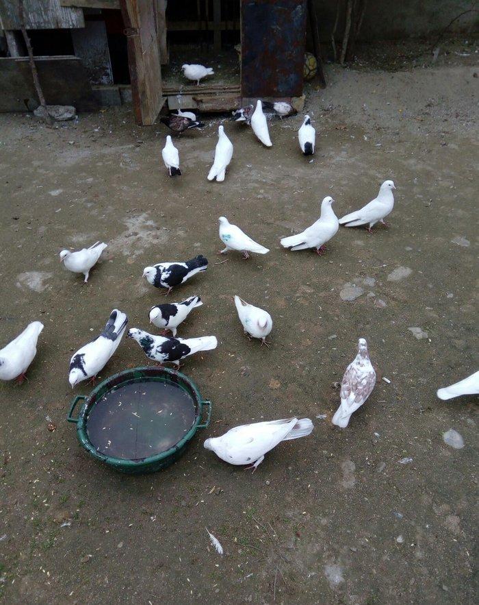 1 denesin 6 manatdan satiram awaxasi 5 denesin almaq wertiynen ucurtma