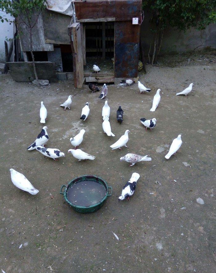 1 denesin 6 manatdan satiram awaxasi 5 denesin almaq wertiynen ucurtma