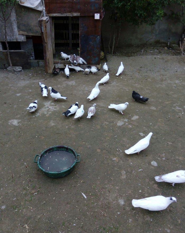 1 denesin 6 manatdan satiram awaxasi 5 denesin almaq wertiynen ucurtma