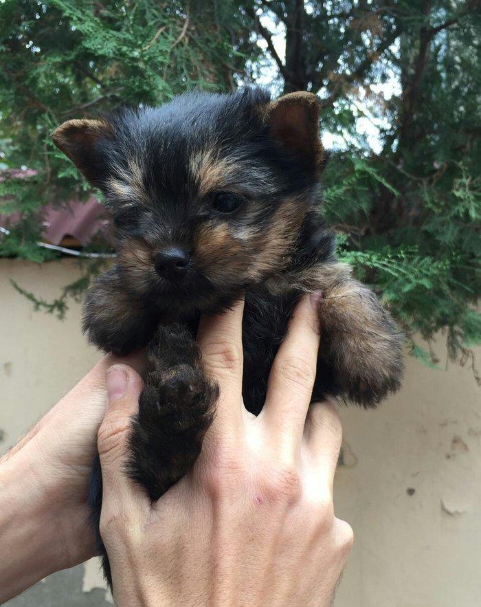 yorkshire terier balası satılır, 2 aylıq erkey peyvend vurulub vet pas