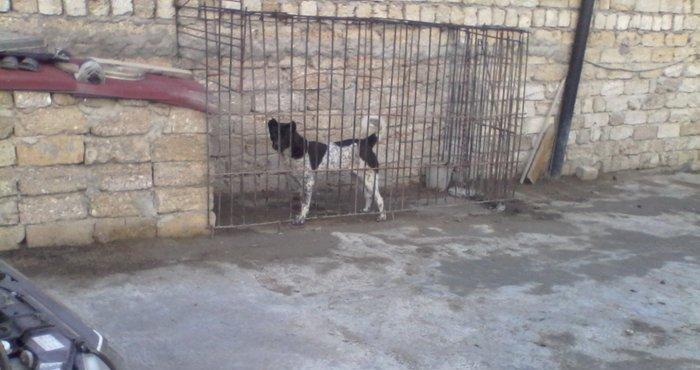 Alabay iti 1 yas 9 ayliqdi disidi cut vurulmuyub afcarka balasi ile