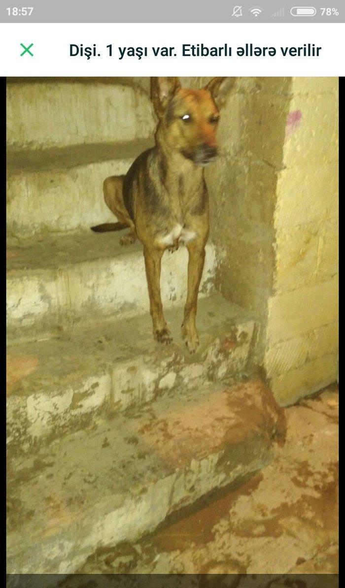 Dişi. 1 yaşı təzə olub.  Etibarlı əllərə verilir.  Qurd dərmanı verili