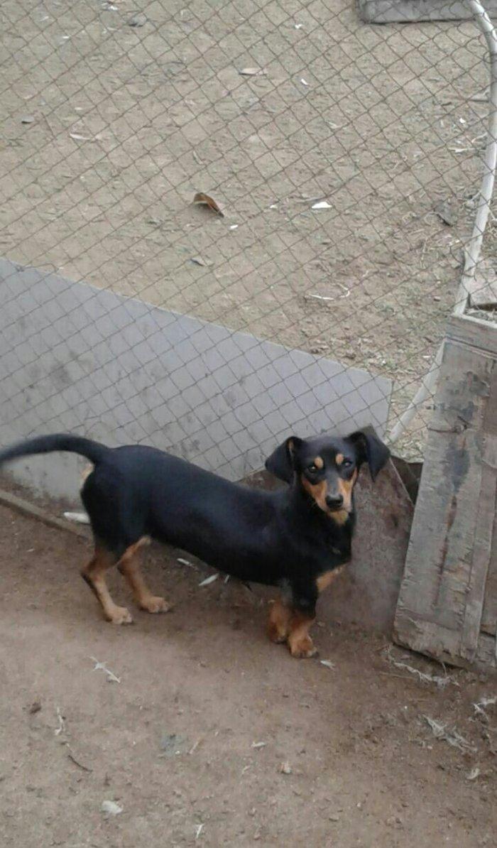 taksa satilir diwidi 1 yaş yarim. cut vurulmuyub. qapi sesine hurur. a