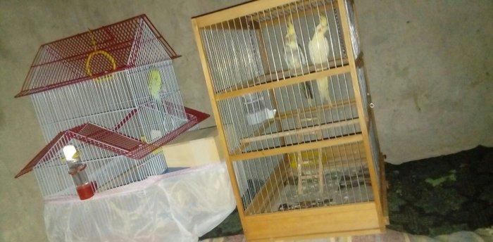 korella papuqay gutduler ev seraitinde baxilir ve tam saglam qusdular