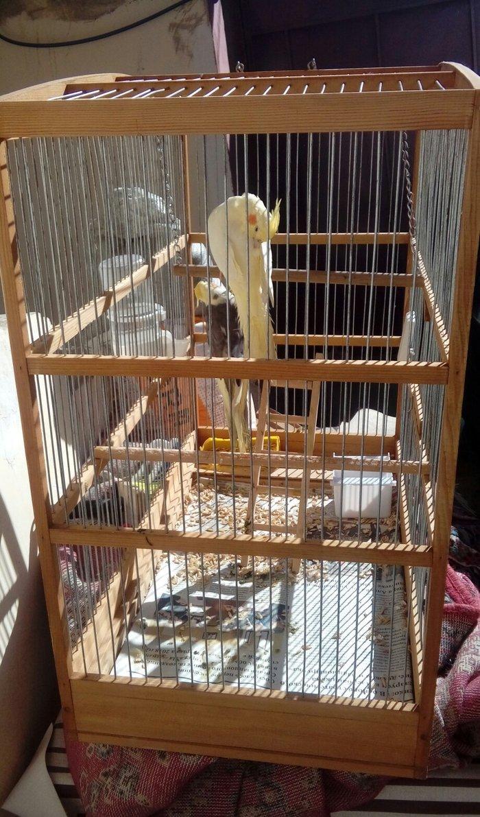 korella papuqay gutduler ev seraitinde baxilir ve tam saglam qusdular