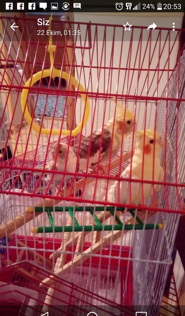 korella papuqay gutduler ev seraitinde baxilir ve tam saglam qusdular