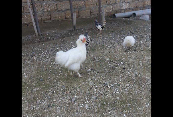 Ponpon xoruz 5 ayliqdı tam sağlam beş barmaqdı isdeyen vassapla elaqe