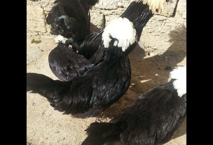 Rahibeler 3 fere 2 xoruz 11 ayliqdi işimden bağlı baxa bilmirem diye