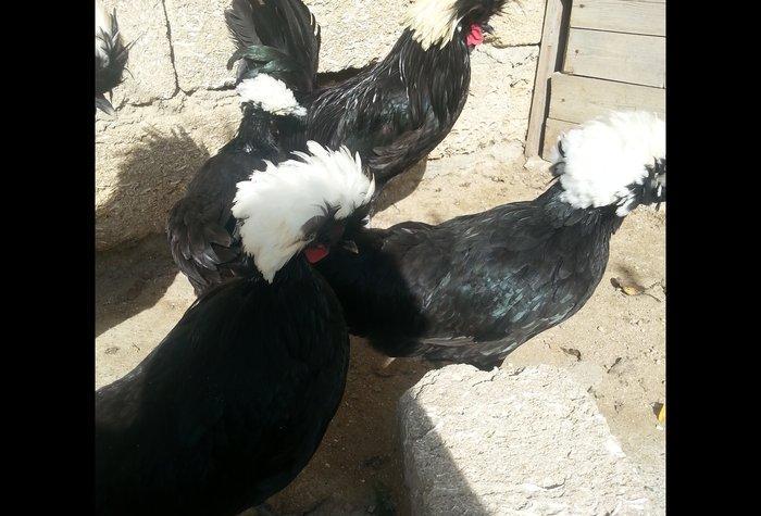 Rahibeler 3 fere 2 xoruz 11 ayliqdi işimden bağlı baxa bilmirem diye