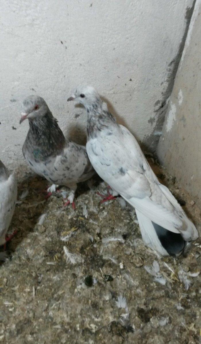 ebreşlər iki erlek bir maya erkek biri 16 tukdu tuləkdədilər tam sagla