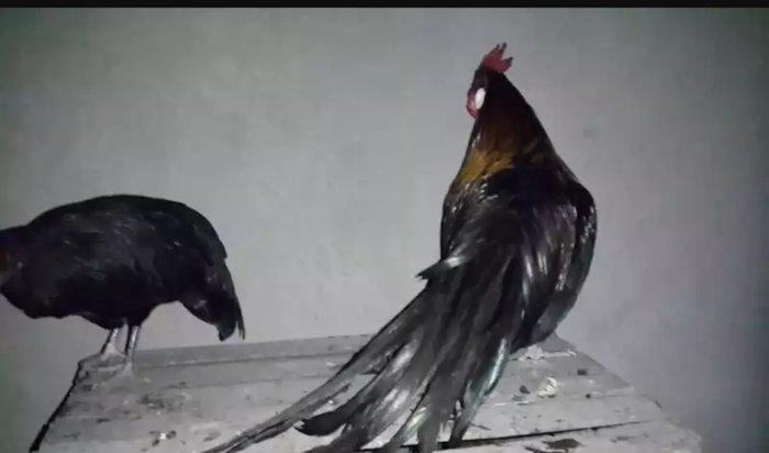 Sekiller ozderinin deyil.4 bramadi 4 orpintondu 2 sibritdi 2 feniksdi