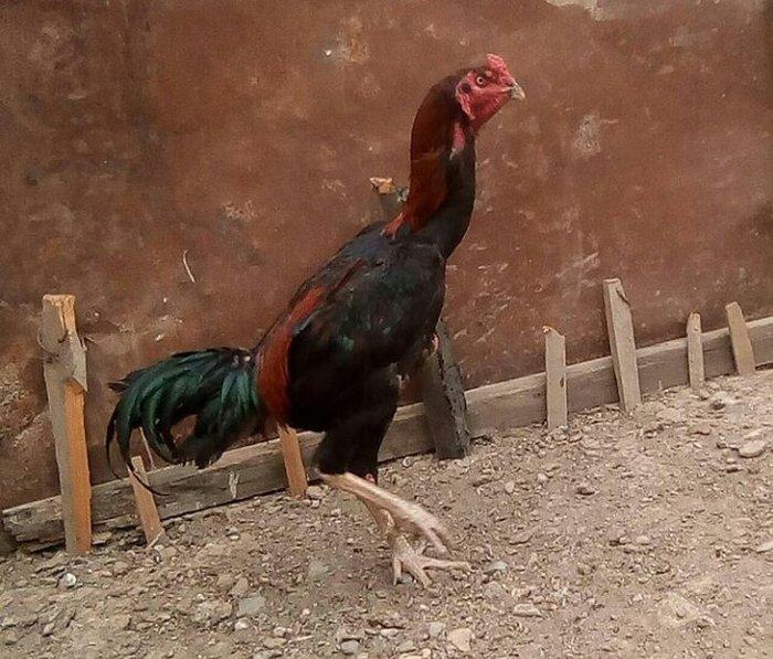 14 ayliqdi çox tərifləmiyecem başı çıxan  bilir nədir. Super davası va