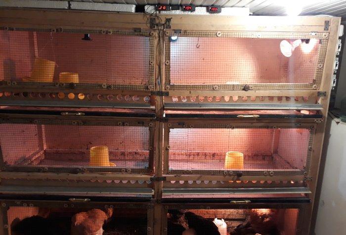 Bruder 600 cuce tutumlu ozume 550 manata basa gelib bunu yigmag cox