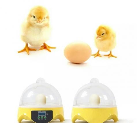 7 yumurtalıq İnkubator

yeni ,qutusunda 7 yumurtalıq İnkubator satılır