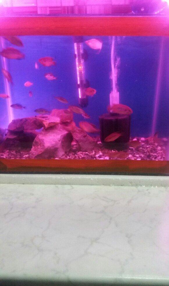 akvarium icinde 10 15 edet balig su nasosu qizdirici isiq daslar qurun