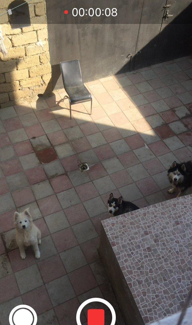 Salam temiz paroda 5 ayliğ erkek samoyed. Aşağı yeri var. Anlayişi