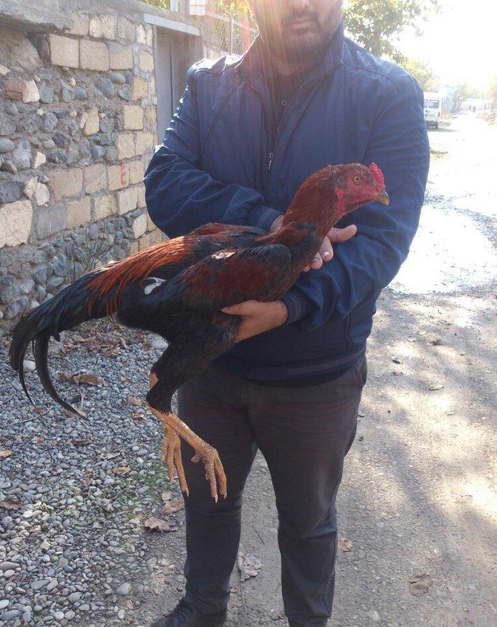 9 aylıq beçedi, super dixanyası var.Pul lazımdı deye satıram. Real qiy